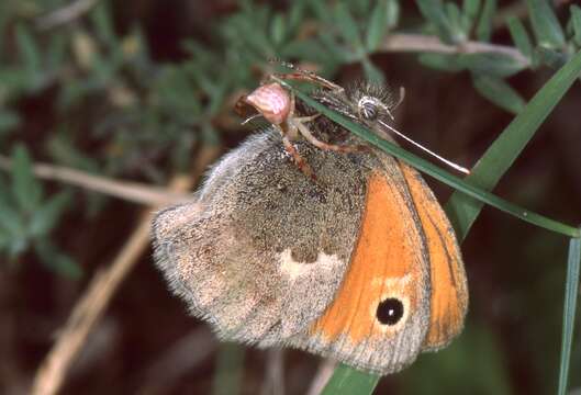 Image of small heath