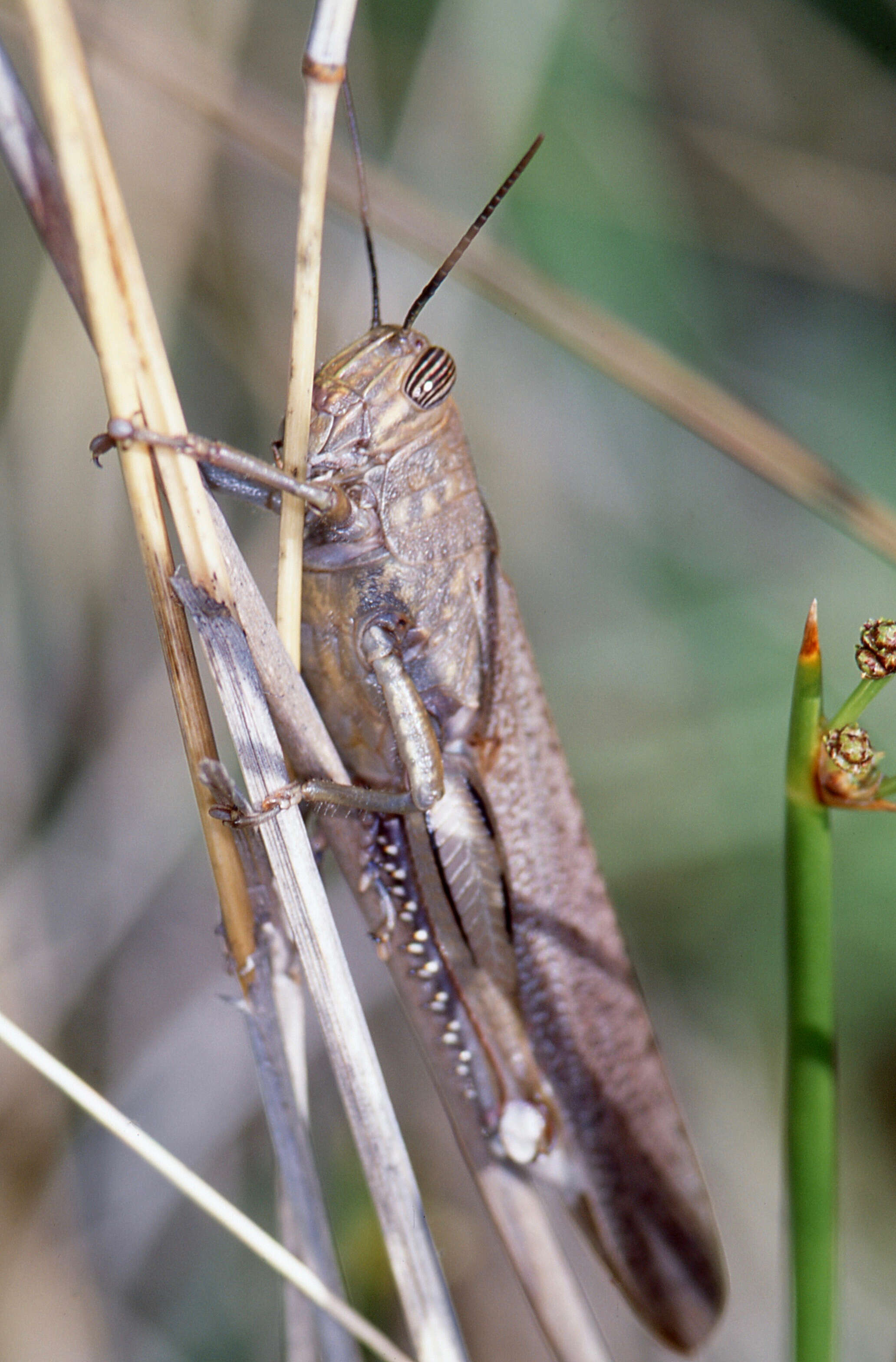 Image of egyptian grasshopper, tree locust