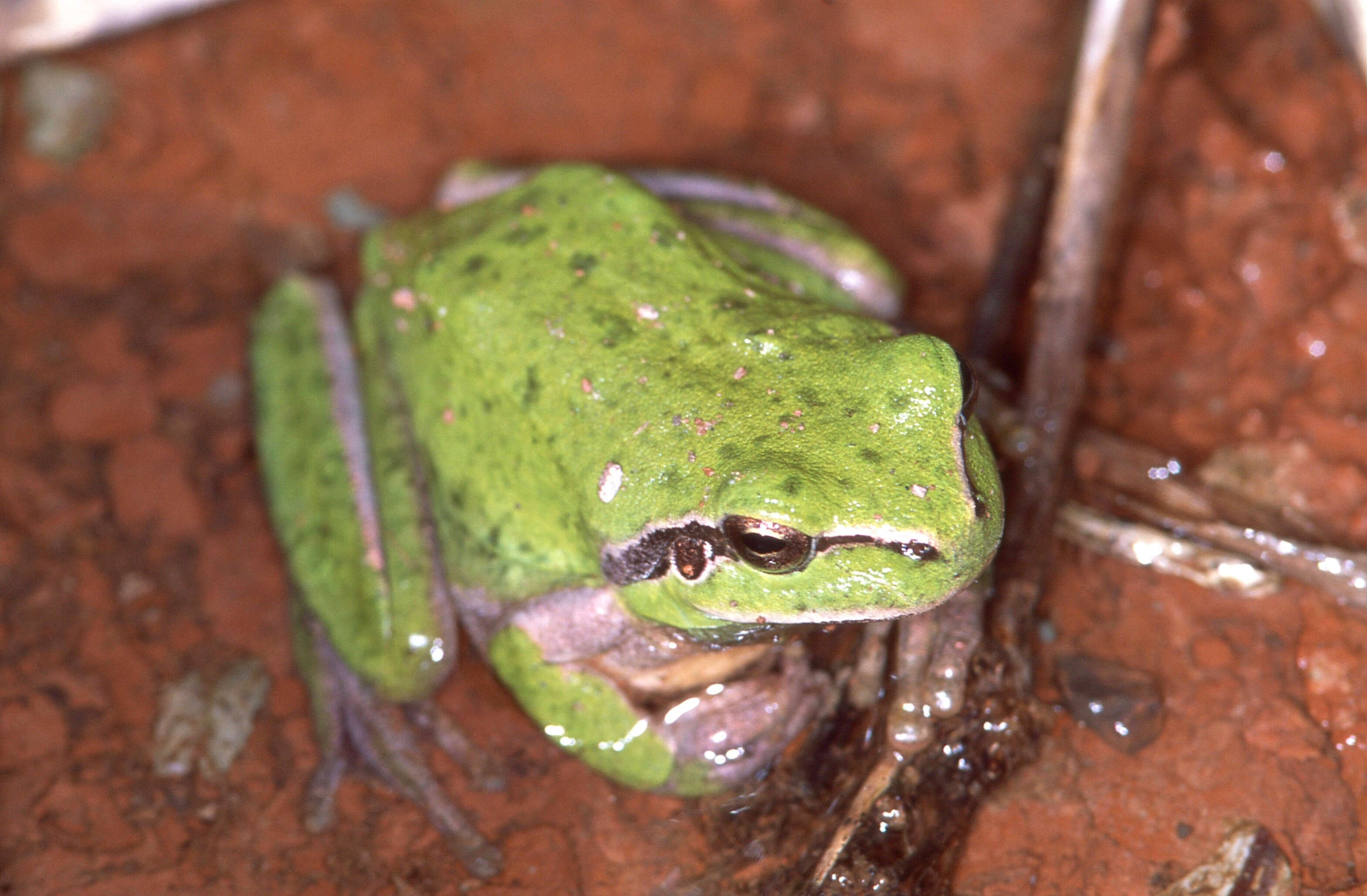 Image of Mediterranean Tree Frog