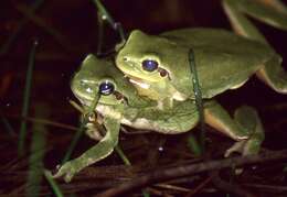 Image of Mediterranean Tree Frog