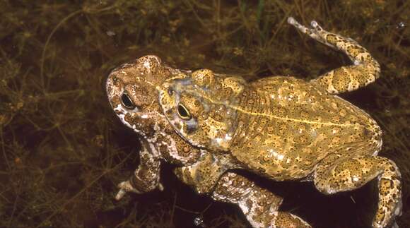 Image of Natterjack toad