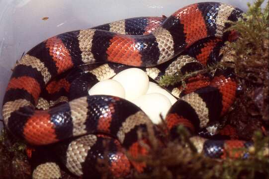 Image of Lampropeltis triangulum nelsoni