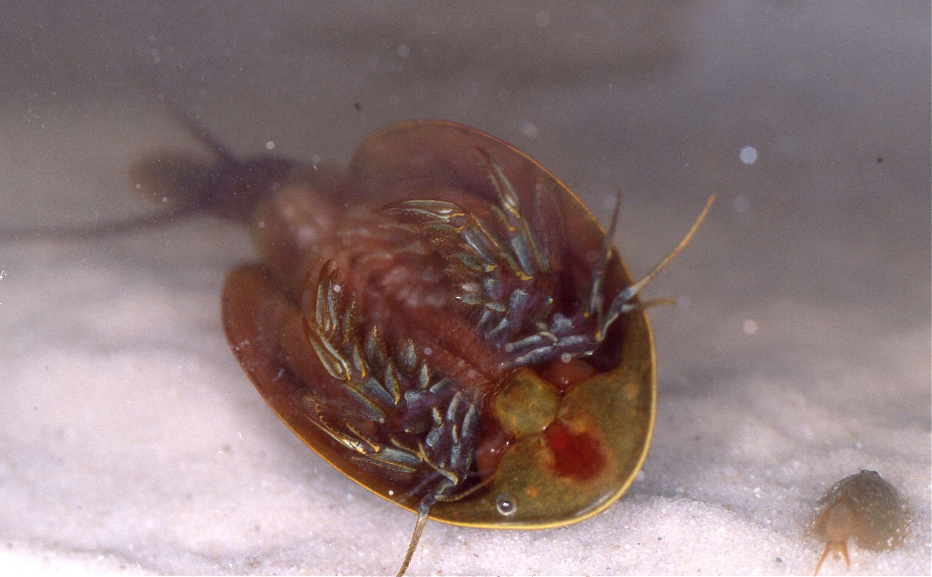 Image of Tadpole shrimp