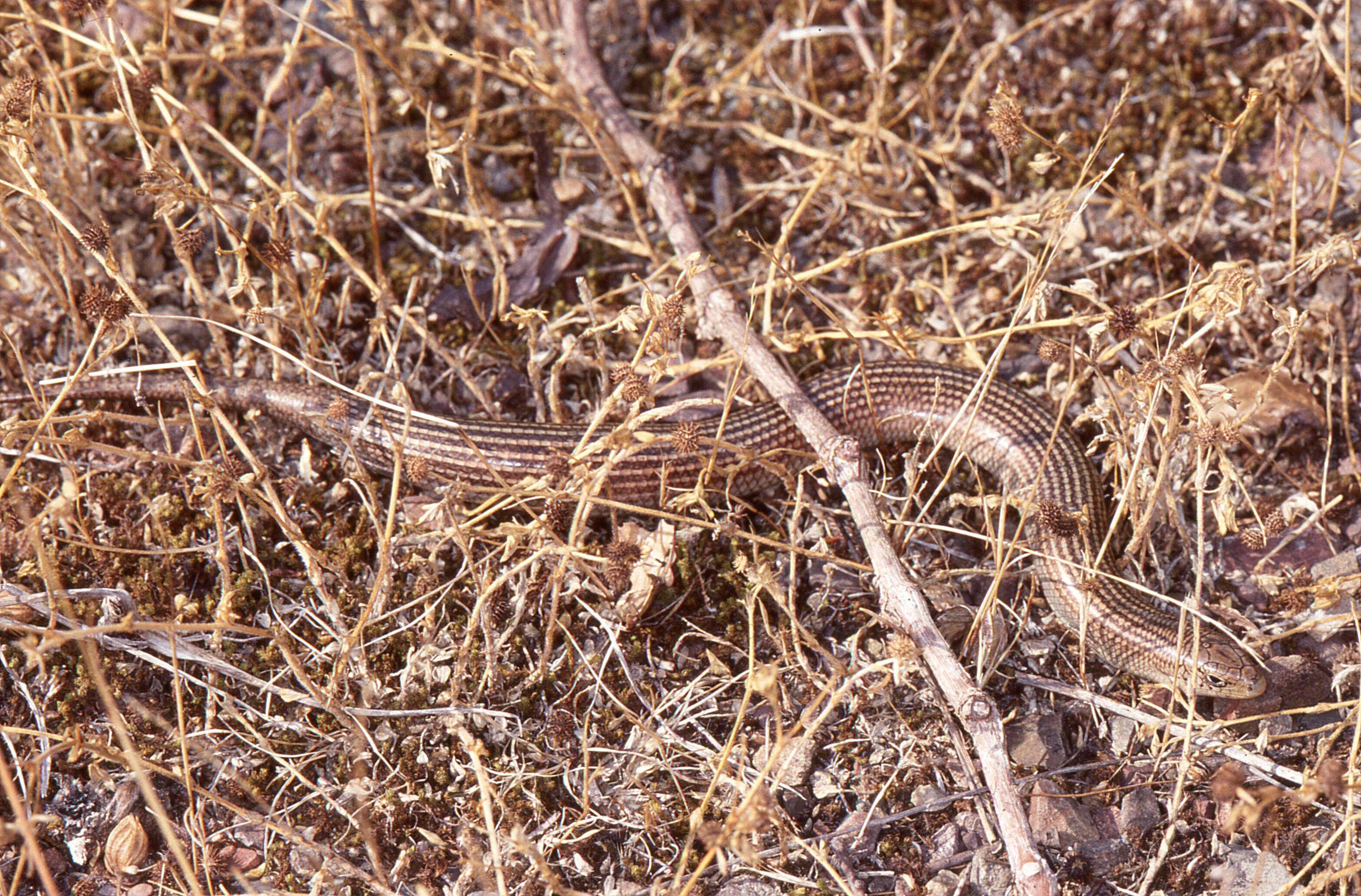 Plancia ëd Chalcides striatus (Cuvier 1829)