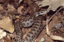 صورة Vipera aspis zinnikeri Kramer 1958