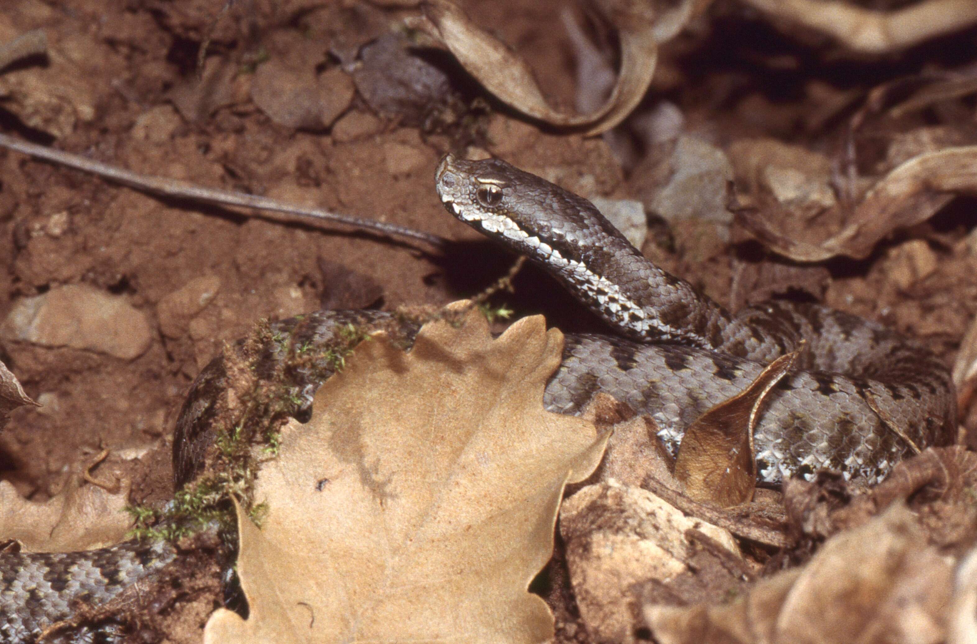 Imagem de Vipera aspis zinnikeri Kramer 1958