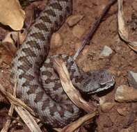 صورة Vipera aspis zinnikeri Kramer 1958