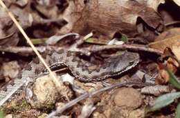 صورة Vipera aspis zinnikeri Kramer 1958