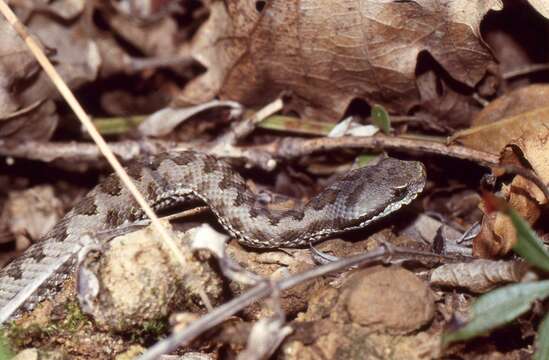 Image of Vipera aspis zinnikeri Kramer 1958