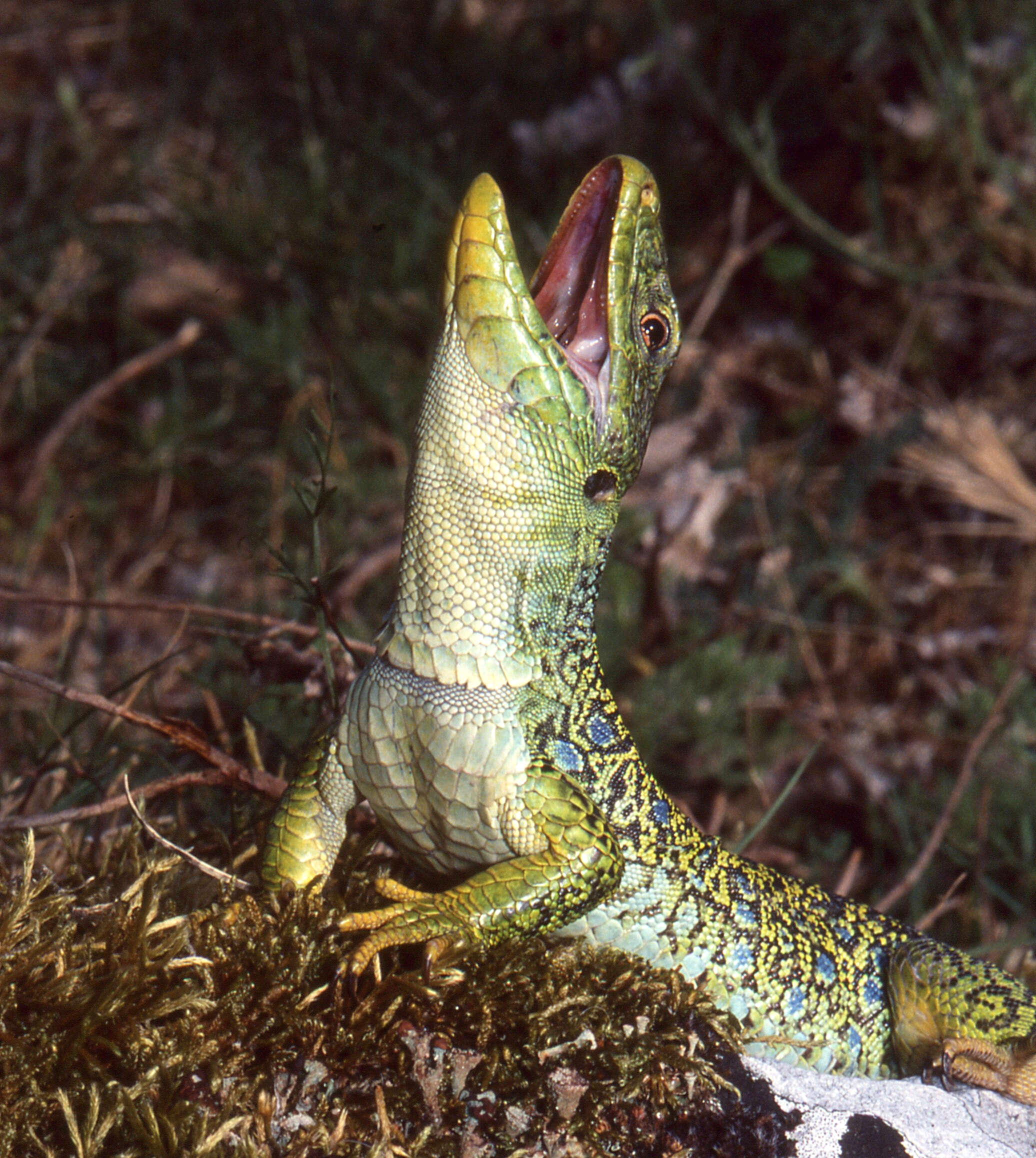 Image of Ocellated Lizard