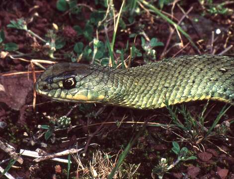 Image of Montpellier Snake