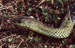 Image of Montpellier Snake