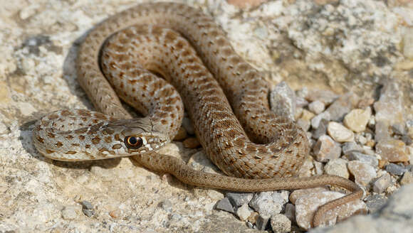 Image of Montpellier Snake