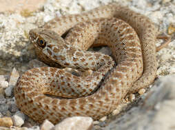 Image of Montpellier Snake