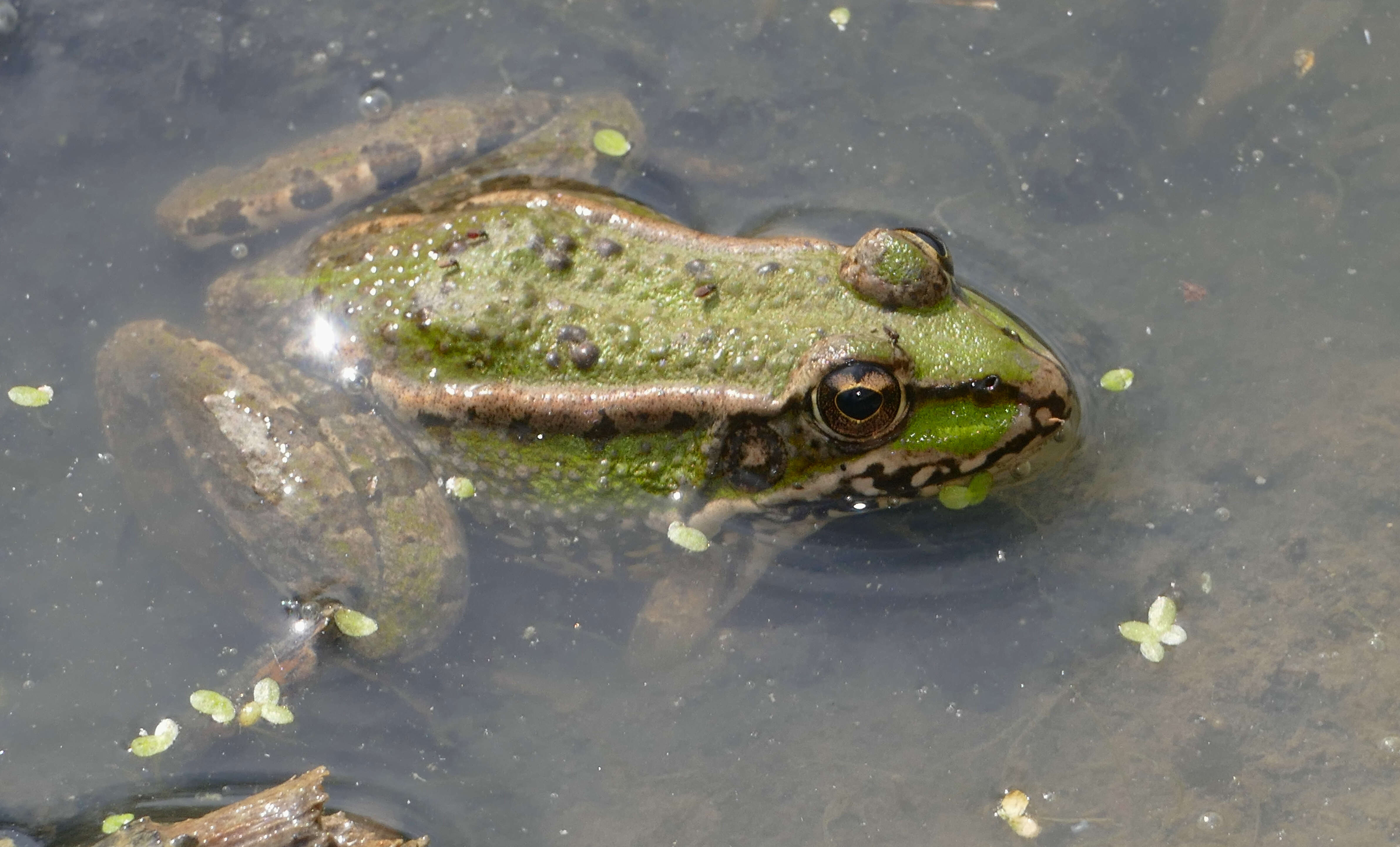 Image of Perez's Frog