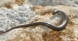 Image of Western Three-toed Skink