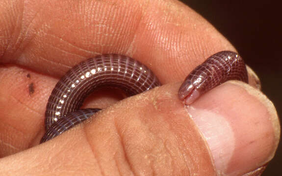 Image of Iberian Worm Lizard