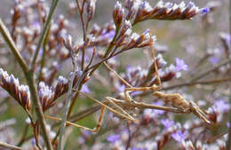 Image of Mediterranean sea lavender