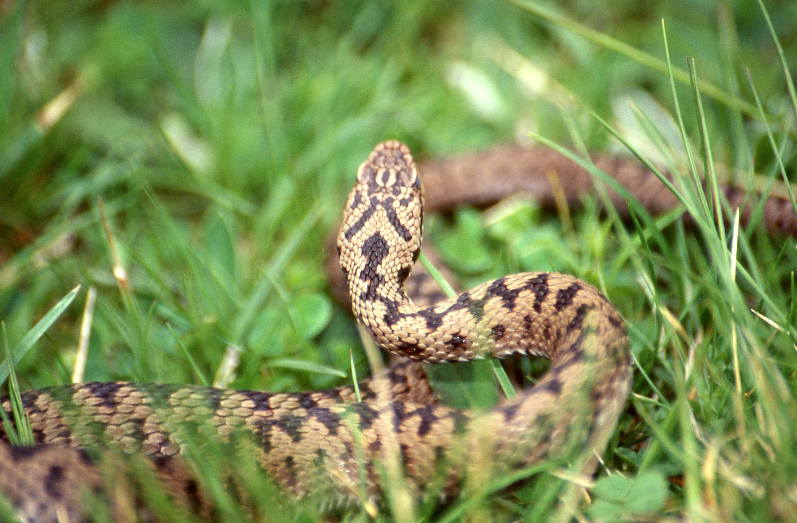 Image of Adder