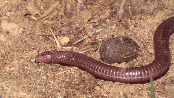 Image of Iberian Worm Lizard