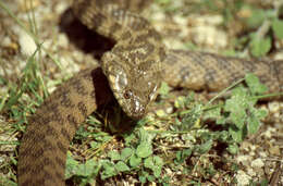 Image of Viperine Snake