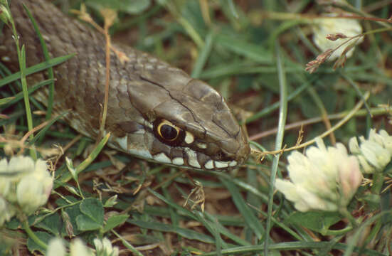 Image of Montpellier Snake