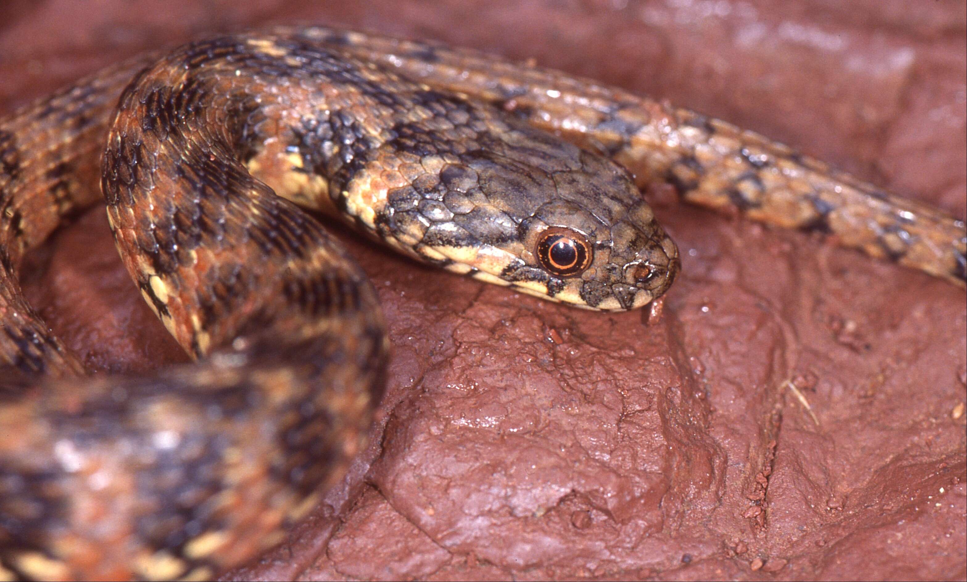 Image of Viperine Snake