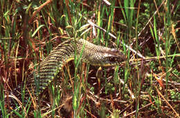 Image of Montpellier Snake