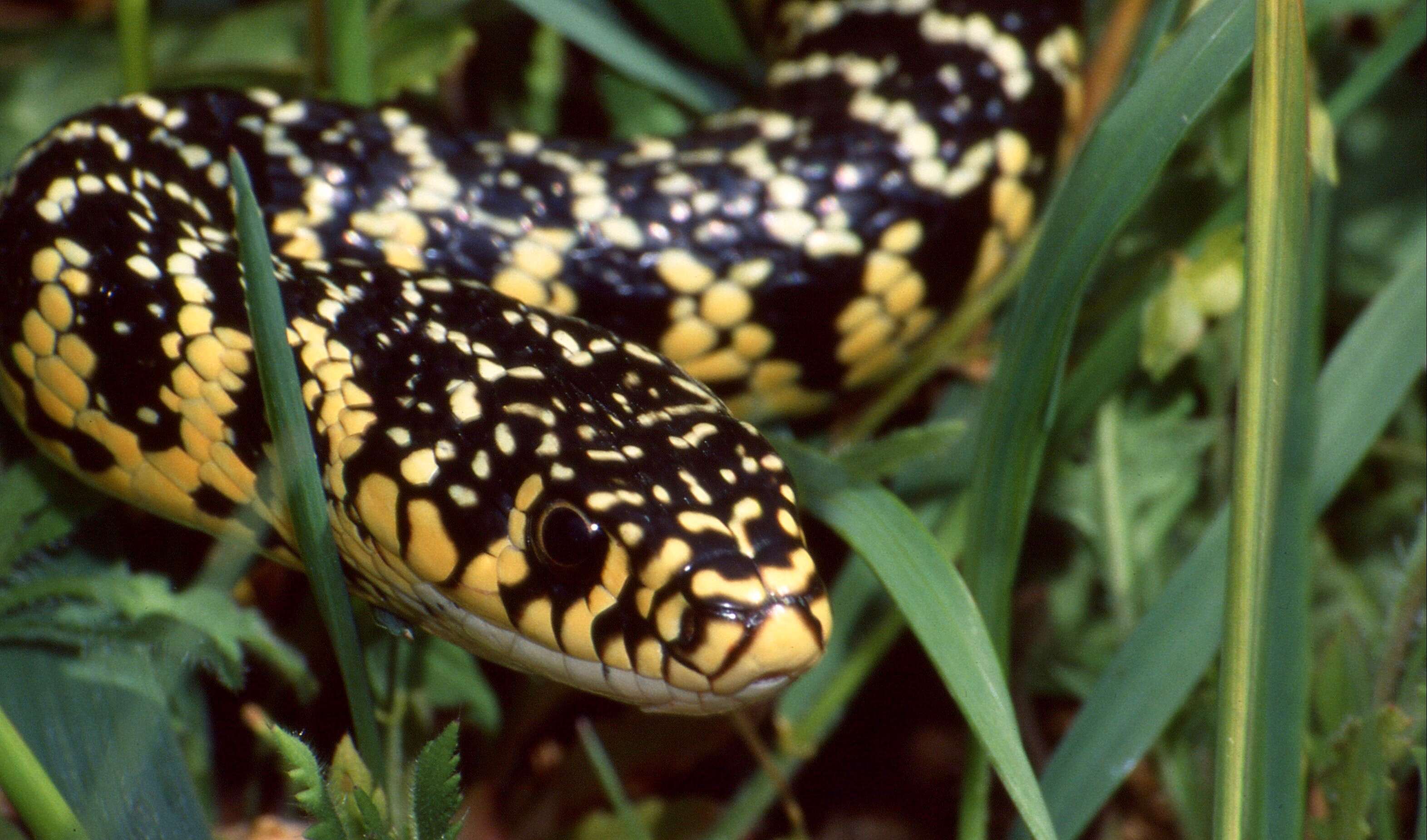 Image of Whip Snakes