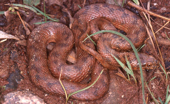 Image of Viperine Snake