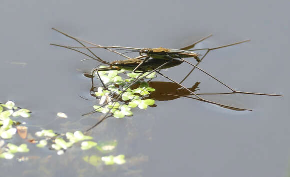 Image of Common pond skater