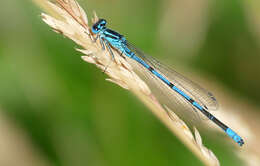 Image of Azure Bluet