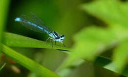 Image of Azure Bluet