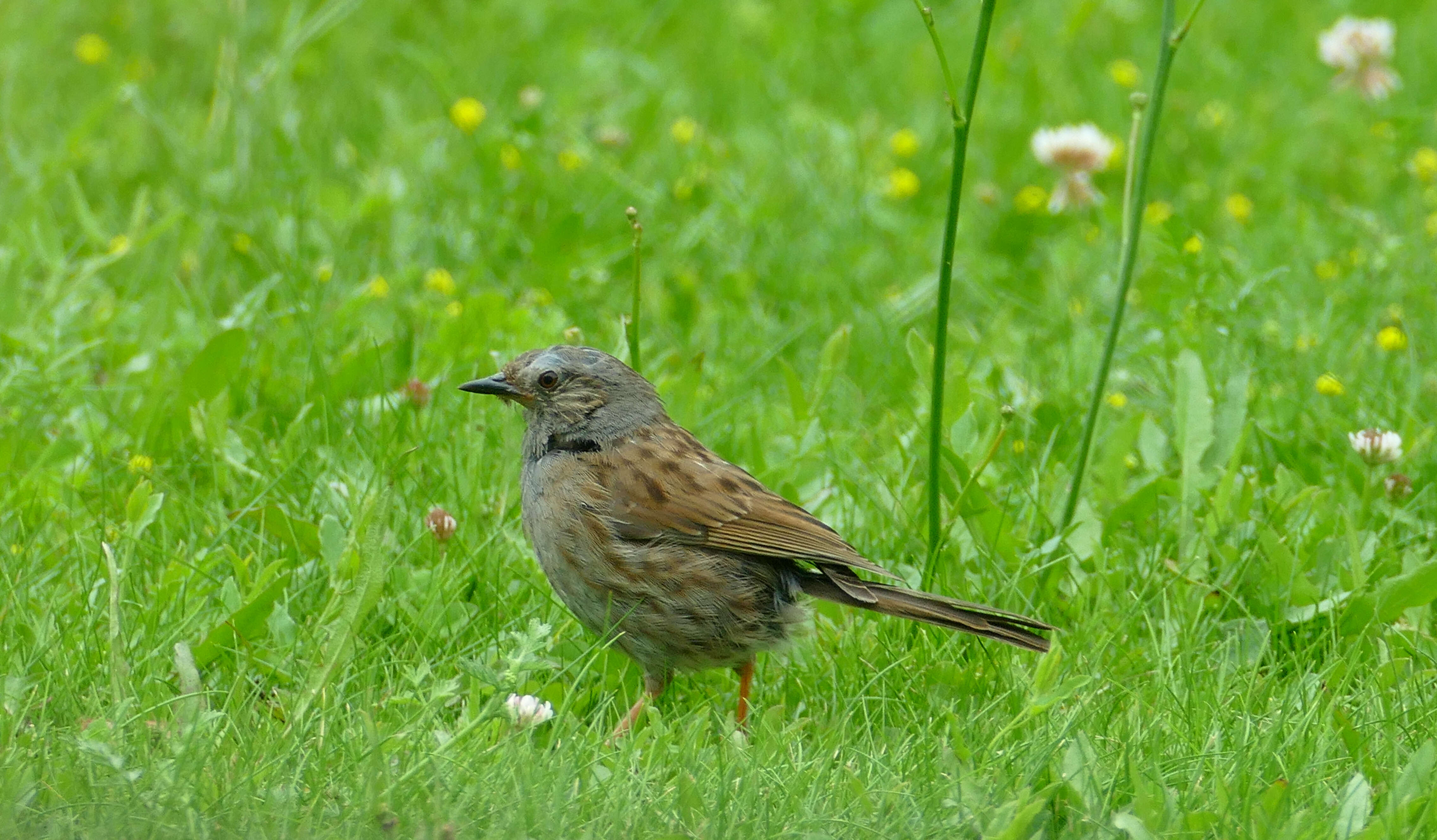 Image of Dunnock