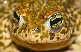 Image of Natterjack toad