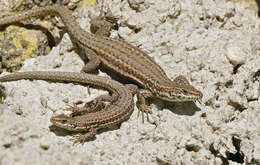 Image of Columbretes Wall Lizard