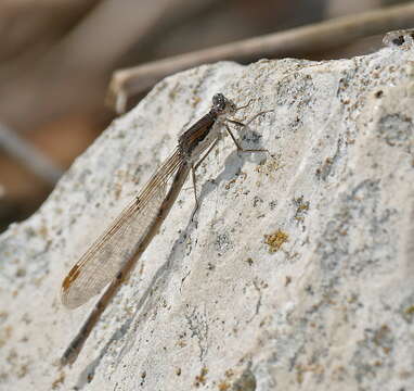 Image of Common Winter Damsel