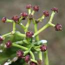 Euphorbia tanaensis P. R. O. Bally & S. Carter resmi