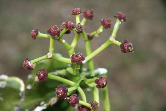 Euphorbia tanaensis P. R. O. Bally & S. Carter resmi