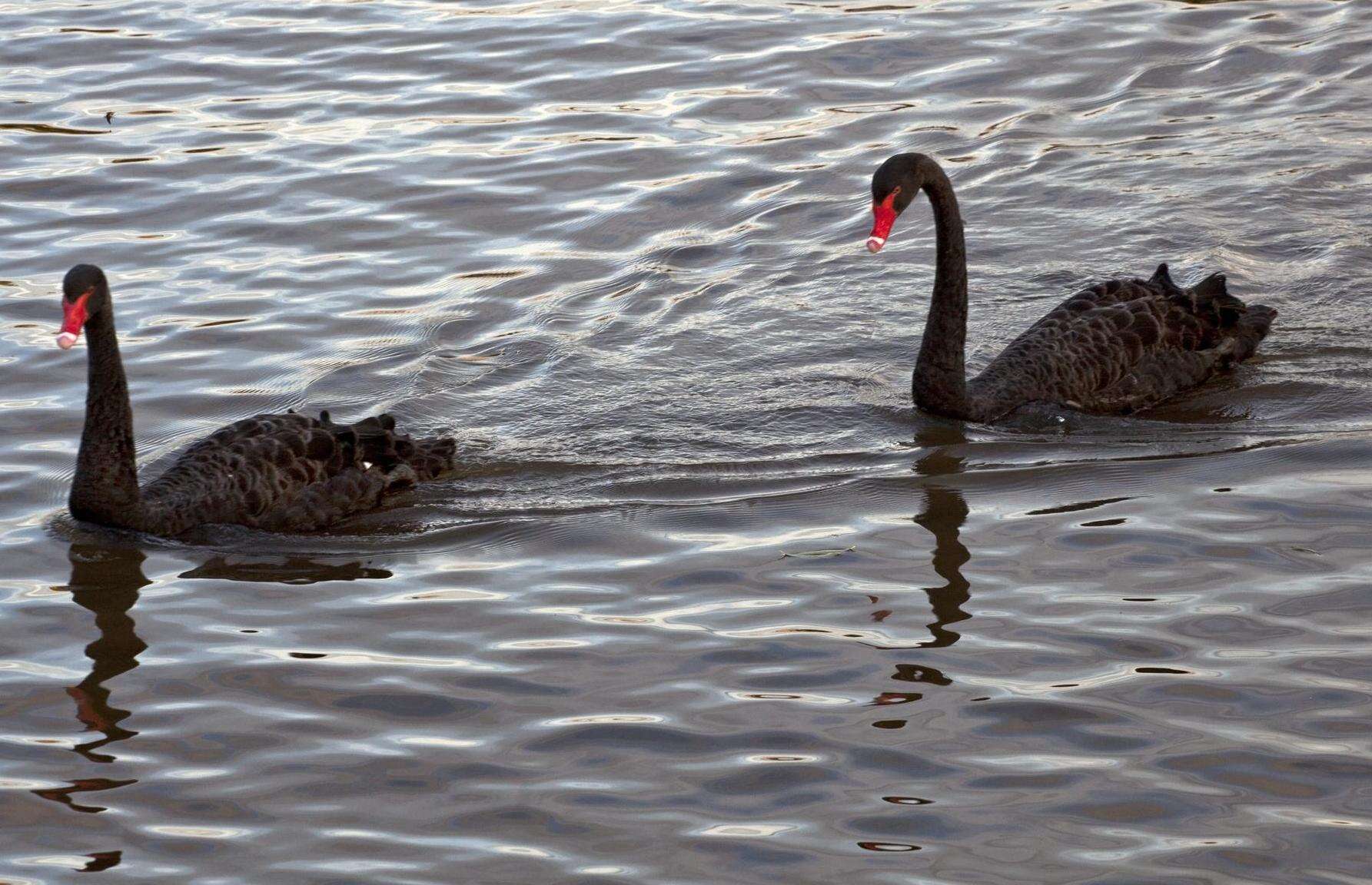 Image of Black Swan