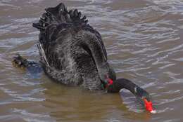 Image of Black Swan