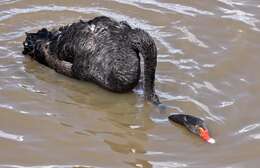 Image of Black Swan