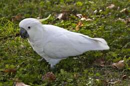 Image of Sulphur-crested Cockatoo