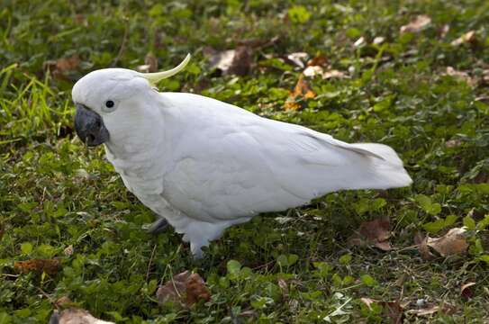 Image of Sulphur-crested Cockatoo