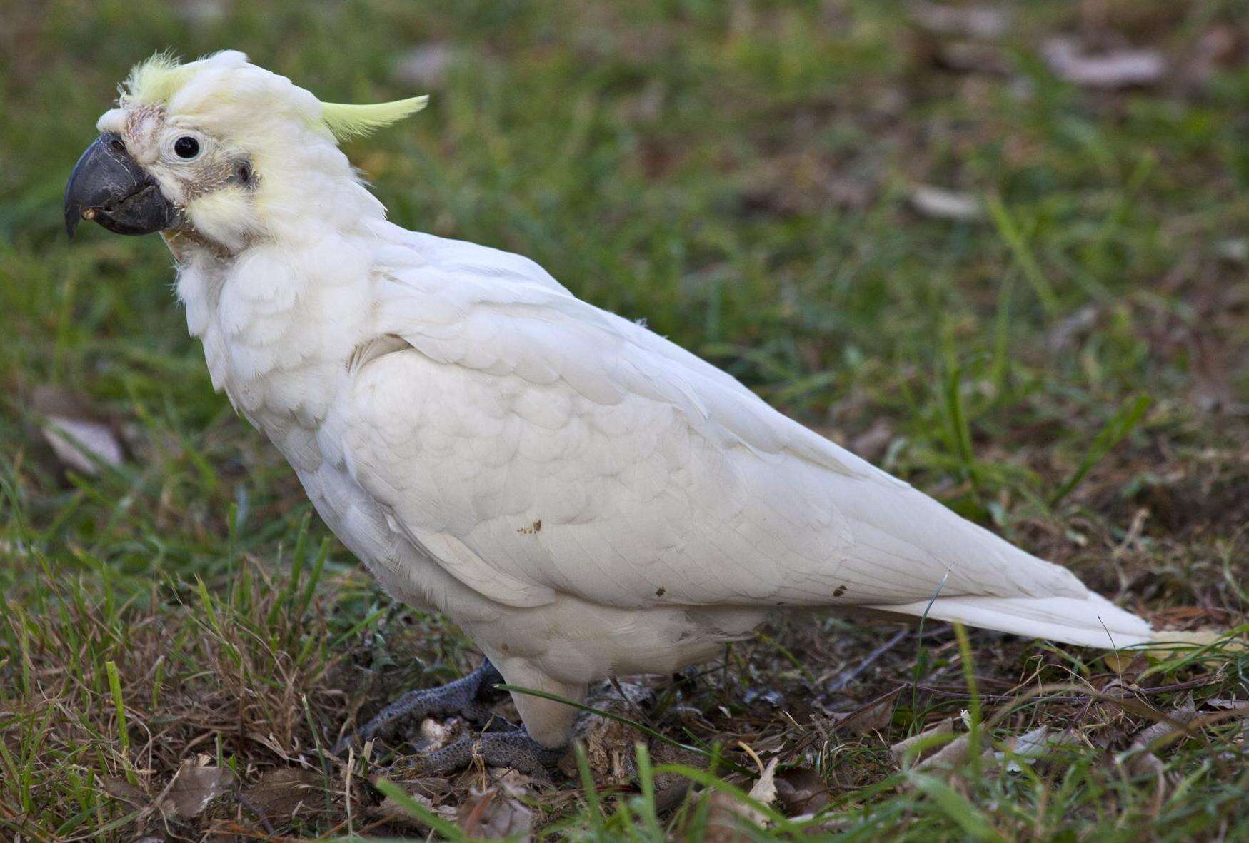 Image of Sulphur-crested Cockatoo