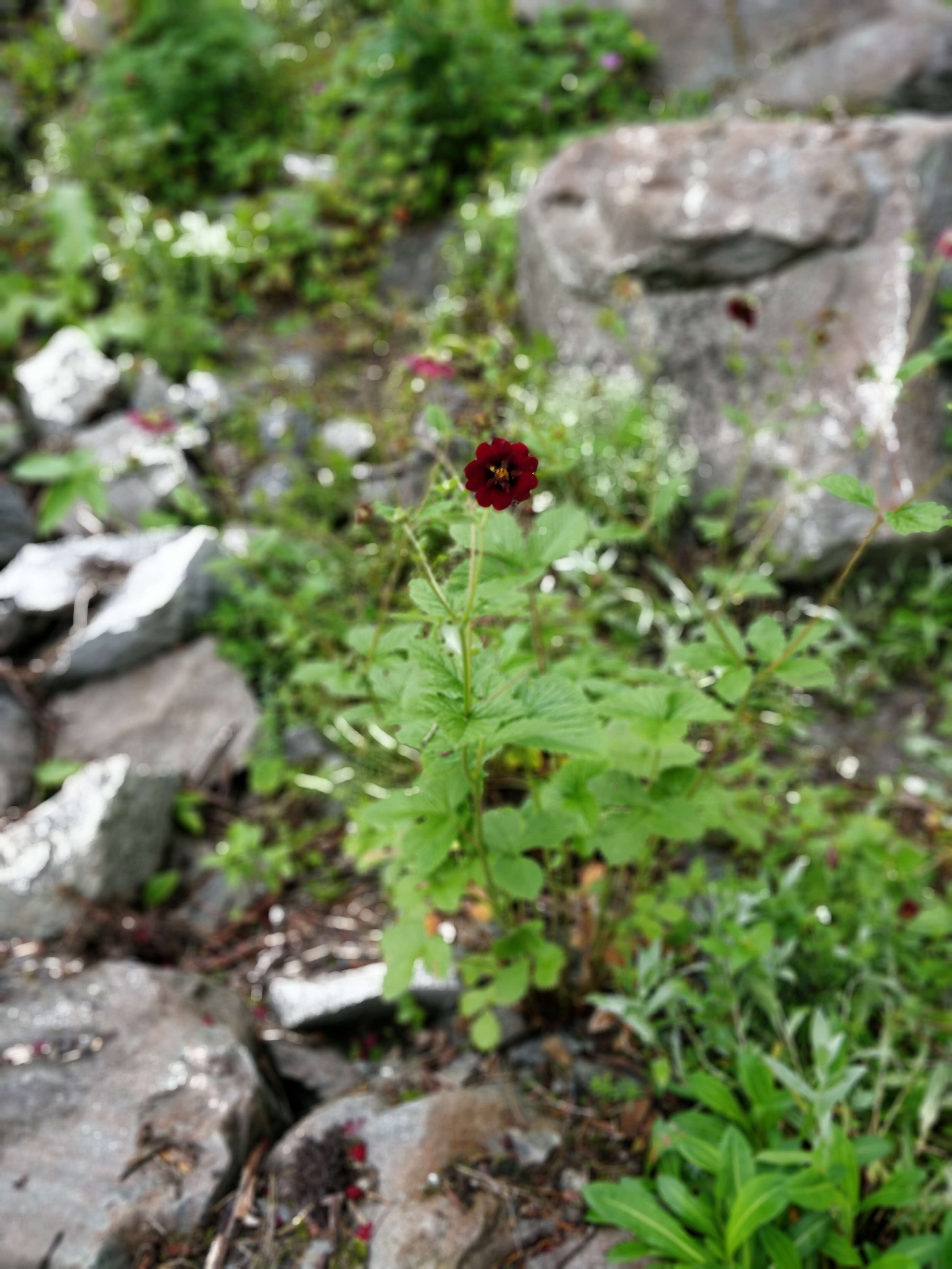 Image of silverweed