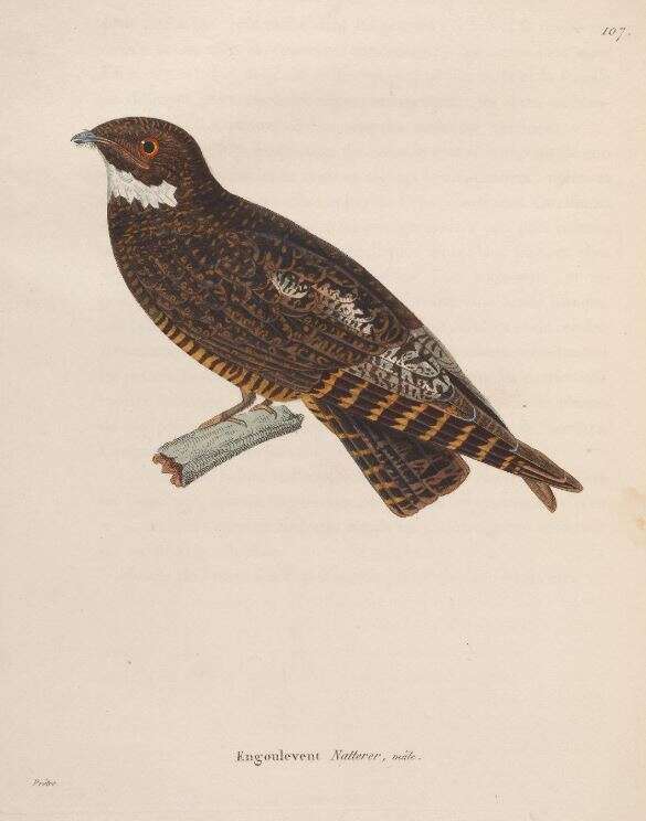 Image of Short-tailed Nighthawk