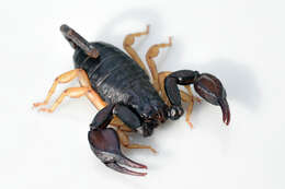 Euscorpius flavicaudis (De Geer 1778) resmi