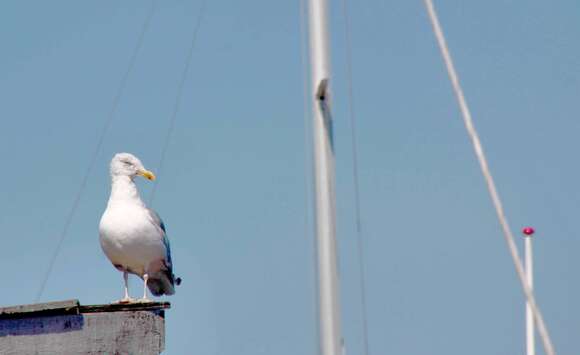 Image of European Herring Gull