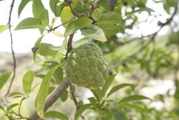 Image of sugar apple